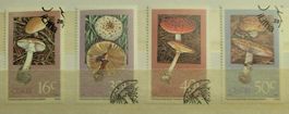 PILZE – CISKEI / CHAMPIGNONS - CISKEI