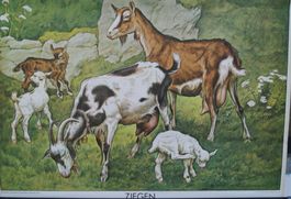 Vintage Schulwandbild „Ziegen“  Geissli
