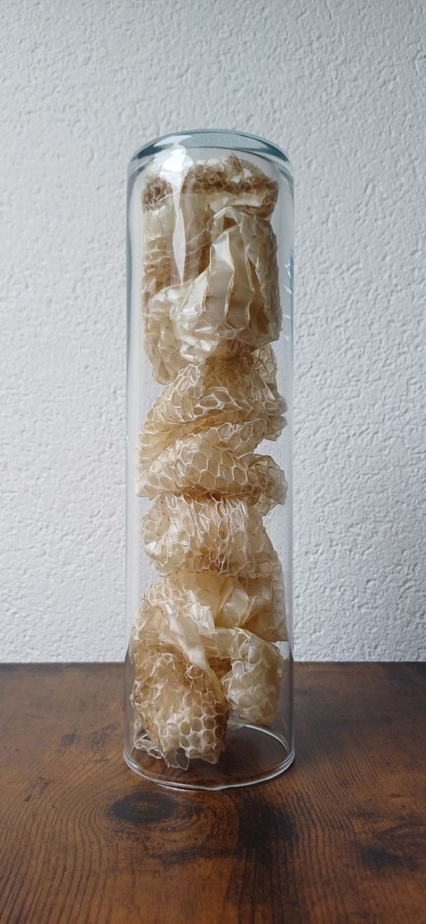 Toutes les décorations: Peau de serpent sous verre – D'occasion à Neuchâtel par arthur9797