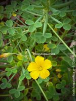 Oxalis Megalorrhiza - fleischiger Sauerklee aus Peru