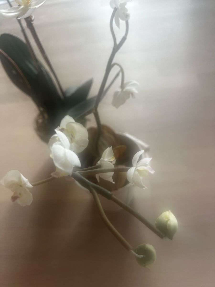 Globus Tutte le decorazioni: Weisse Orchideen 2 Stück – Nuovo (secondo la descrizione) da Bülach venduto da Cucculi 3