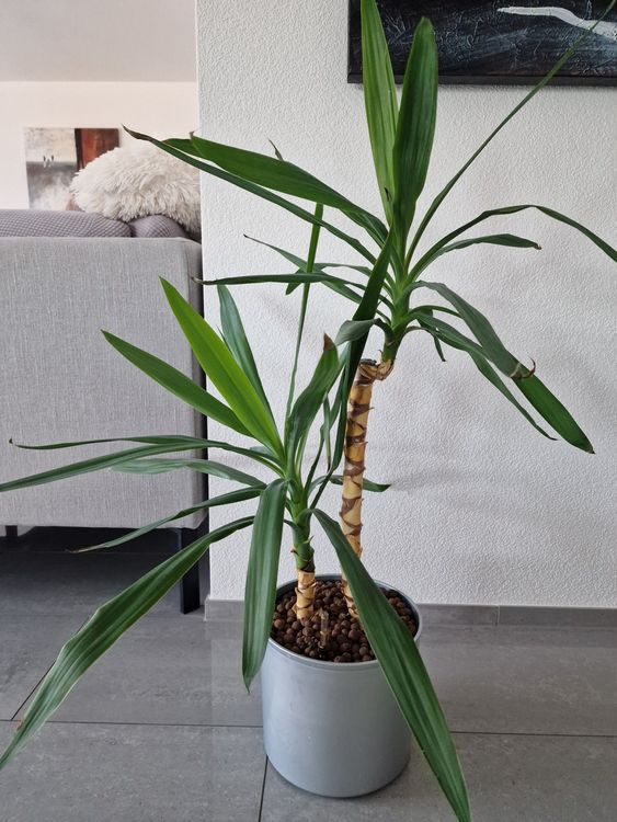 Yucca Pflanze in Hydrokultur ca. 100cm Kaufen auf Ricardo