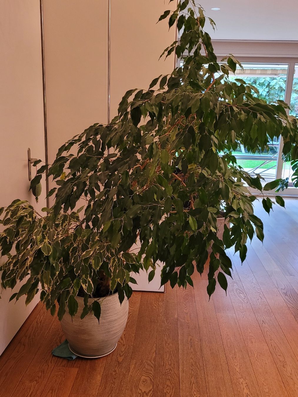 Piante & sementi: Grosse Benjamin-Feige Ficus  – Usato da Baar venduto da Sibydub24 1