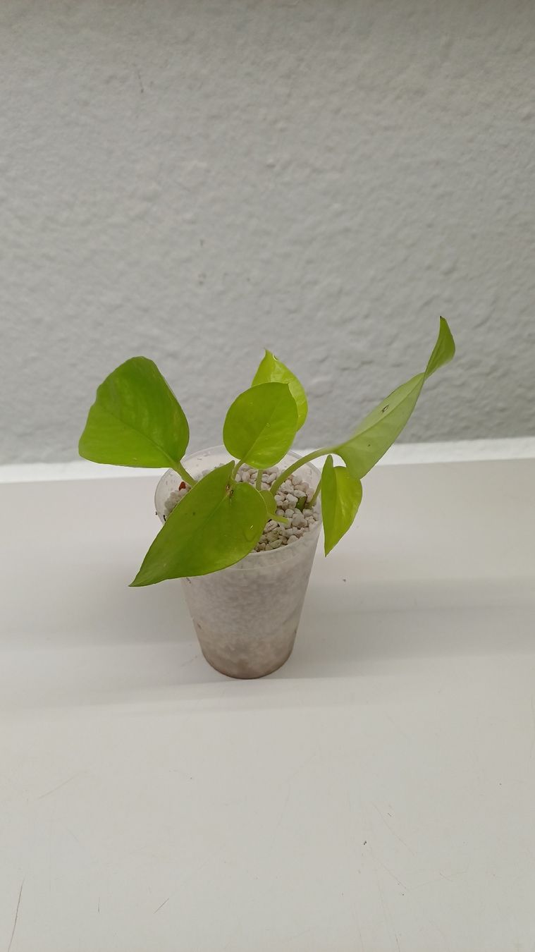 Plantes & graines: Monsteta BMF – D'occasion à Bern par uwi_8t7x 1