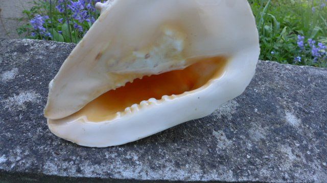 Fossili: Grosse Schnecke Muschel. Cassis Cornuta. – Usato da Zürich venduto da inf_gt6t 3