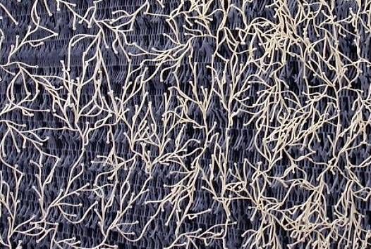 Tutte le decorazioni: Algues - Ronan et Erwan Bouroullec – Usato da Biel/Bienne venduto da aml2520 1