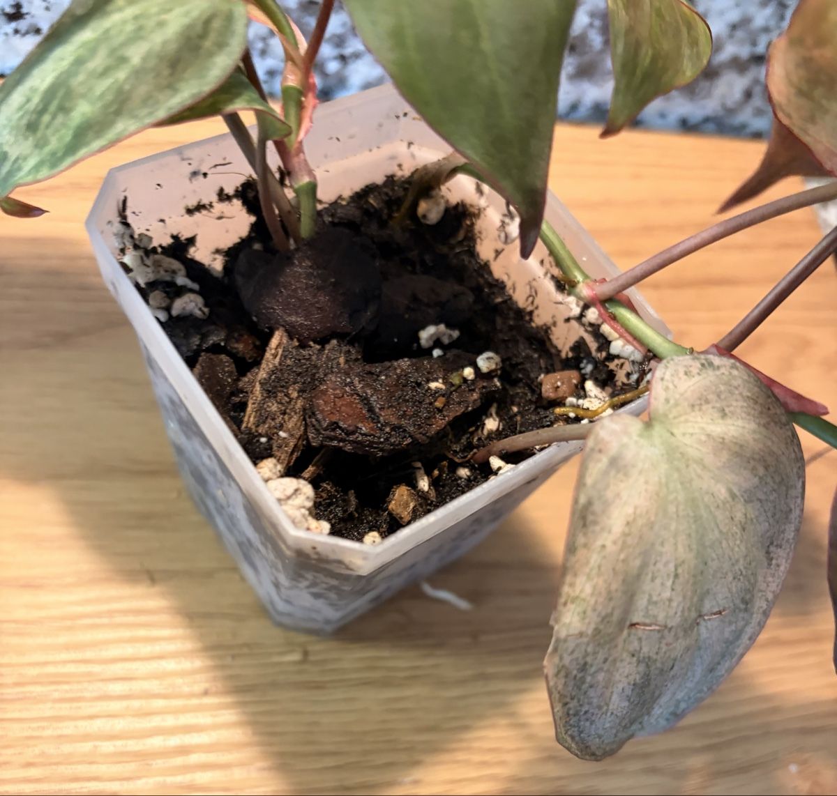 Piante & sementi: Philodendron Micans Pink Variegata – Usato da Kaiseraugst venduto da dka_b97z 4