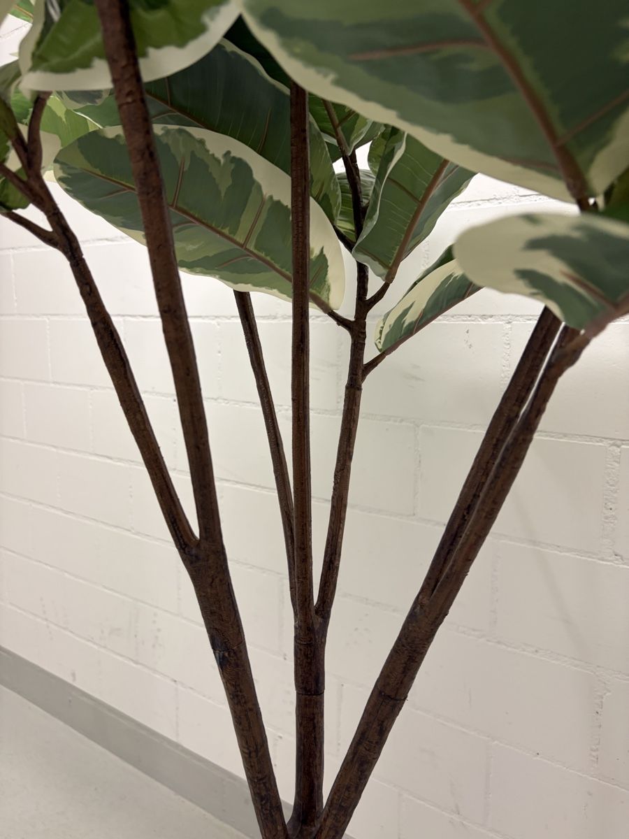 Piante & sementi: Kunstpflanze von Ikea (Ficus) – Usato da Schöfflisdorf venduto da cristinamitc 5