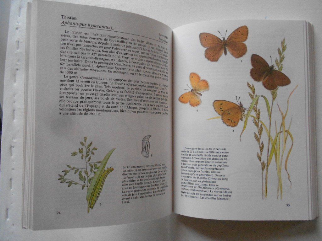 Libri: PAPILLONS – Usato da Bex venduto da Giorgiob 2