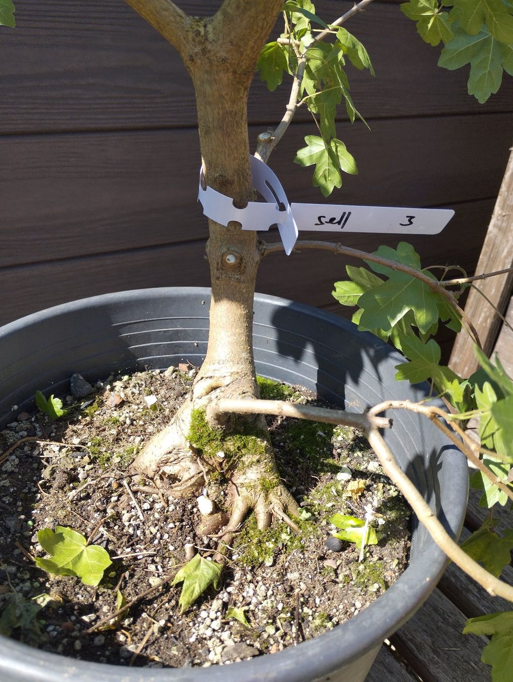 Piante & sementi: Bonsai Rohling Feldahorn – Usato da Oberwil BL venduto da suaku 2