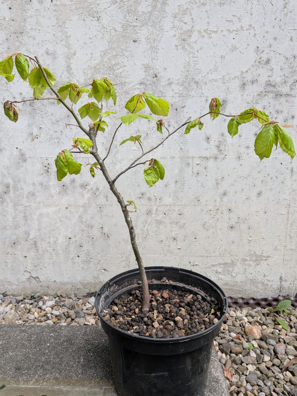 Piante & sementi: Bonsai Rohmaterial ab CHF 5: Hainbuche – Usato da Bern venduto da Hydrom 4
