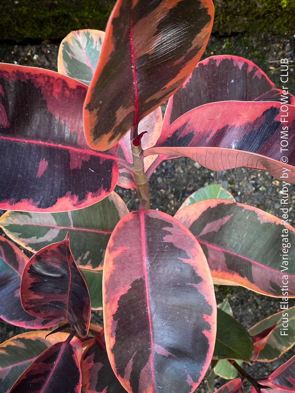 Pflanzen & Samen: Ficus Elastica Variegata Red Ruby - 130cm Baum – Neu und originalverpackt aus Adliswil von astom369 6