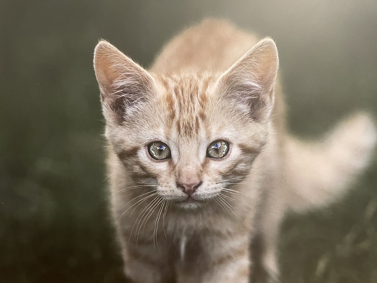Poster & Bilder: Bild Katze – Neu (gemäss Beschreibung) aus Siebnen von Starlauf