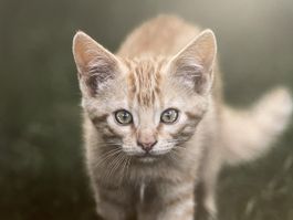 Bild Katze