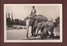 ZÜRICH - Zoo - Elefant - 1930