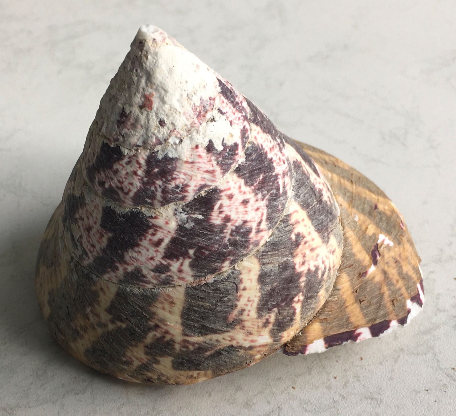 Fossilien: Muschel Spitz Schnecke speziell – Gebraucht aus Kriens von Niklaus014 1