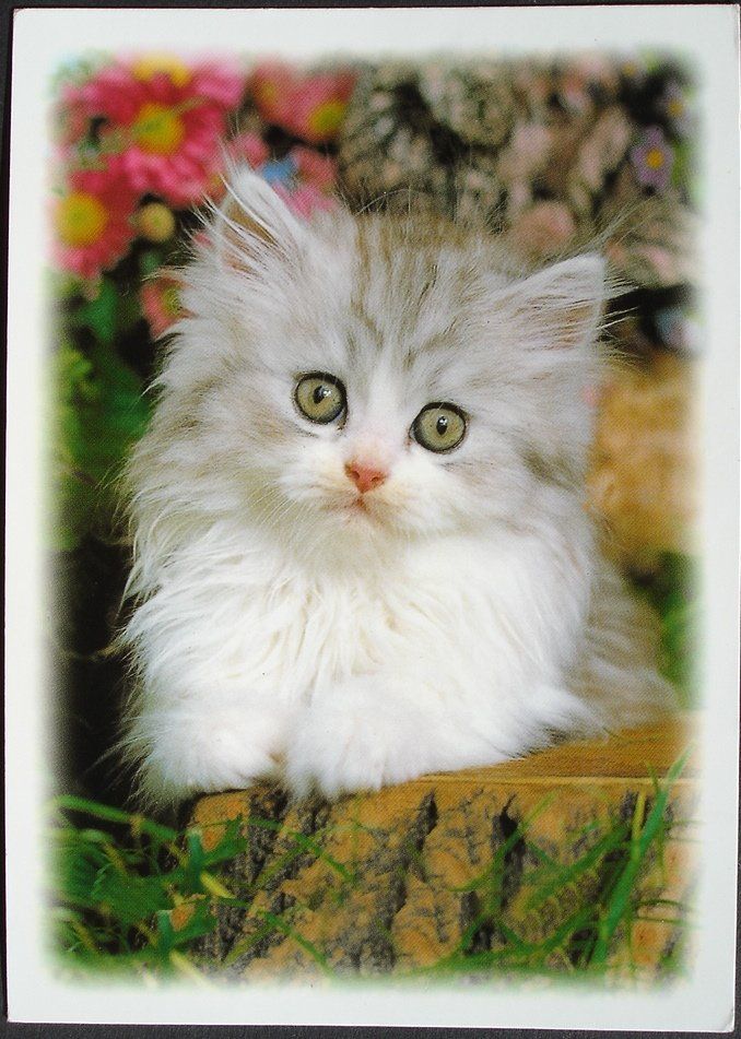 Cartes postales: KATZE Perser – D'occasion à Jona par philajona
