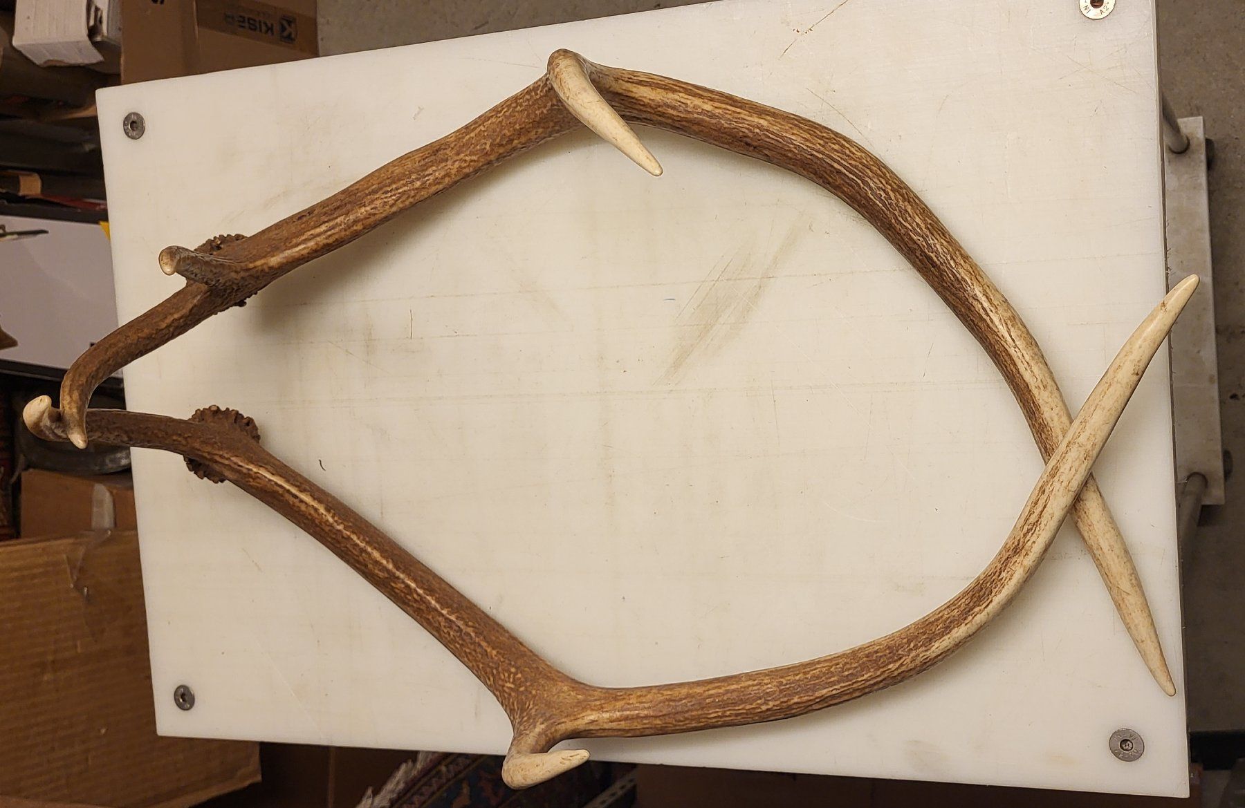 Il mondo degli animali: Vintage Bois de Serf – Usato da Villars-sur-Glâne venduto da rifzari