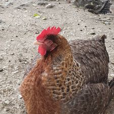 Profile image of raguni