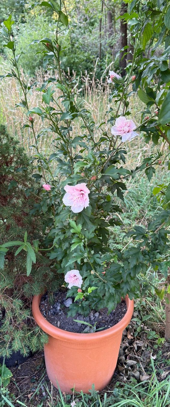 Pflanzen & Samen: Hibiscus syriacus 'Pink Chiffon' ¦ 'Three Sisters' – Neu (gemäss Beschreibung) aus Dübendorf von Orchid18 3