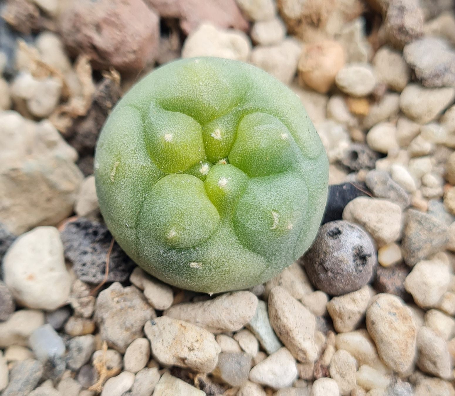 Pflanzen & Samen: Lophophora diffusa variegata wurzelecht  – Gebraucht aus Basel von fra_h7bq 1