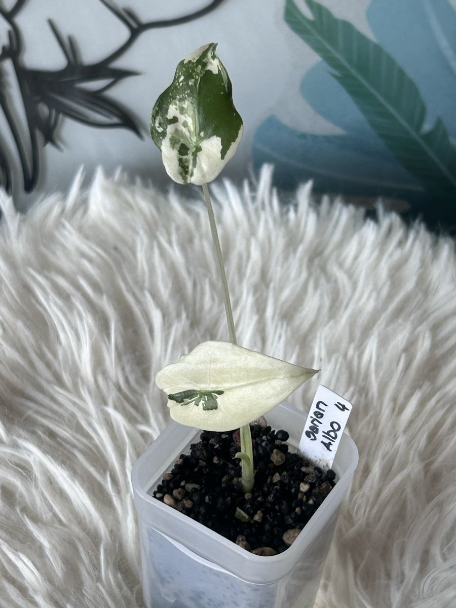 Piante & sementi: Alocasia Sarian Albovariegata  – Nuovo (secondo la descrizione) da Scherzingen venduto da Elefantenohr.ch 1