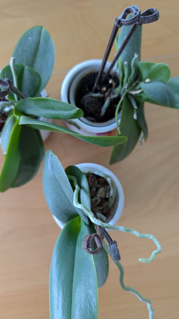 Piante & sementi: Orchideen Pflanzen Set – Usato da Zürich venduto da nurp 1