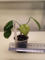 Philodendron eximium variegata 