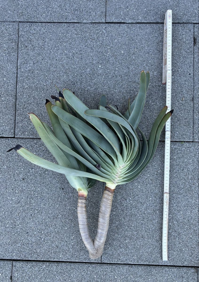 Plantes & graines: Aloe plicatilis – Neuf (Voir description) à Altendorf par Monteiroastrild