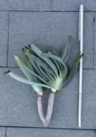 Aloe plicatilis
