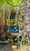 Wisteria / Blauregen