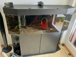 AQUARIUM-CHERCHER A BADEN CH - AQUARIUM–SUCHEN IN BADEN CH
