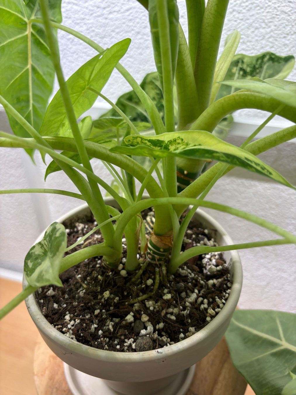 Piante & sementi: Alocasia Micholitziana 'Frydek' – Usato da Bonstetten venduto da sam_jt9j 5