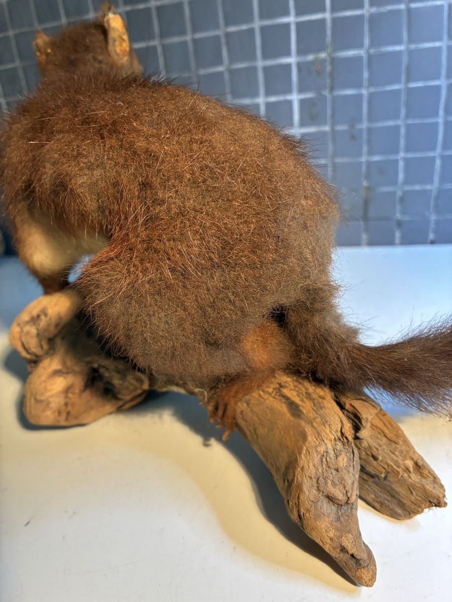 Il mondo degli animali: Écureuil naturalisé vintage - Eichhörnchen gestopft – Usato da La Neuveville venduto da Canelle4 8