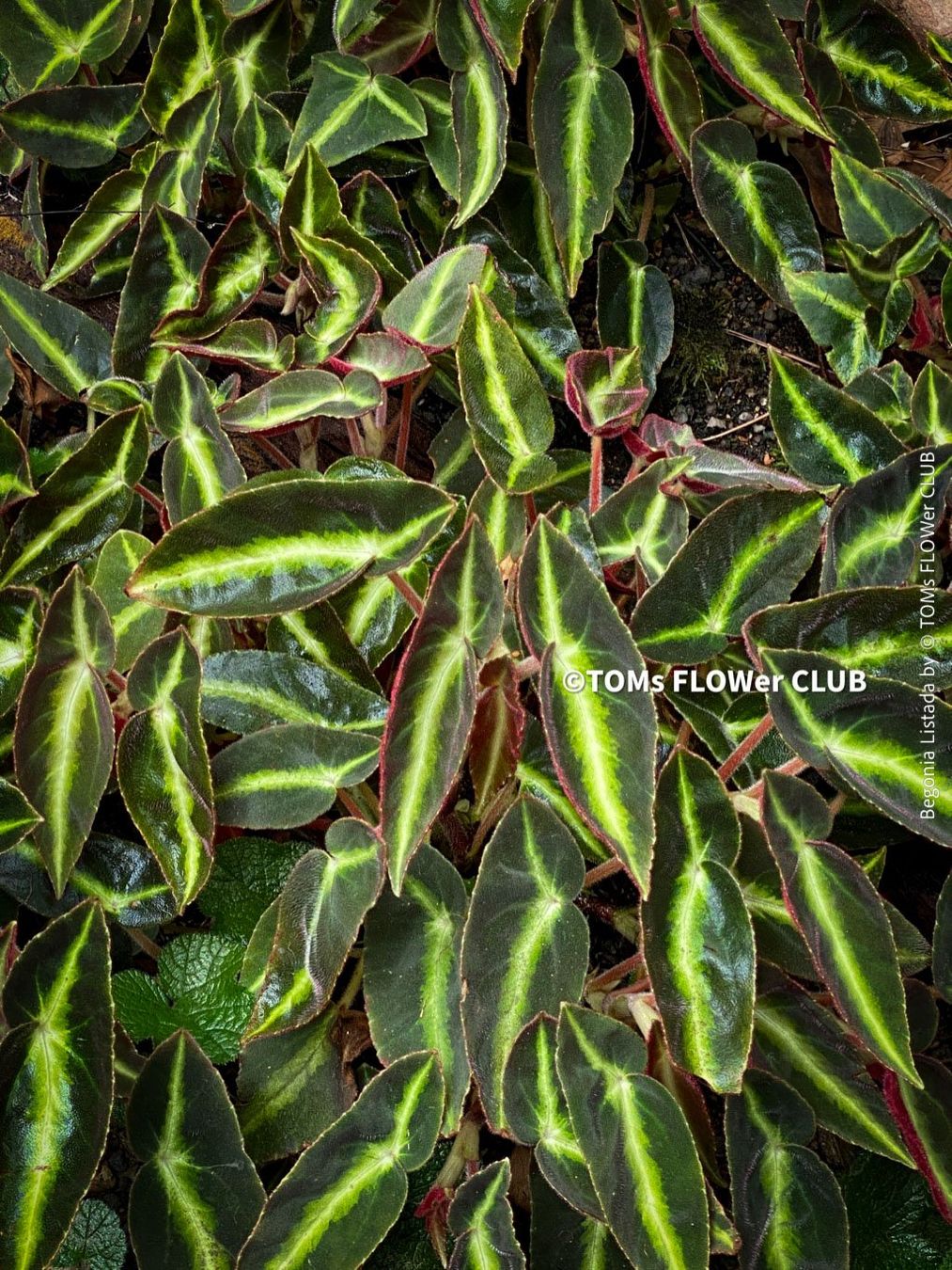 Piante & sementi: Begonia Listada - tropisch aus Brasilien – Nuovo e nell'imballaggio originale da Adliswil venduto da TAKEYOURPLANT 9