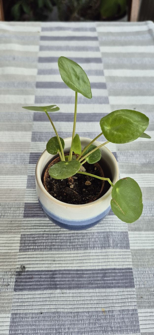 Pflanzen & Samen: Pianta Pilea Peperomioides vaso blu e bianco. – Gebraucht aus Oberengstringen von jessica2023 1