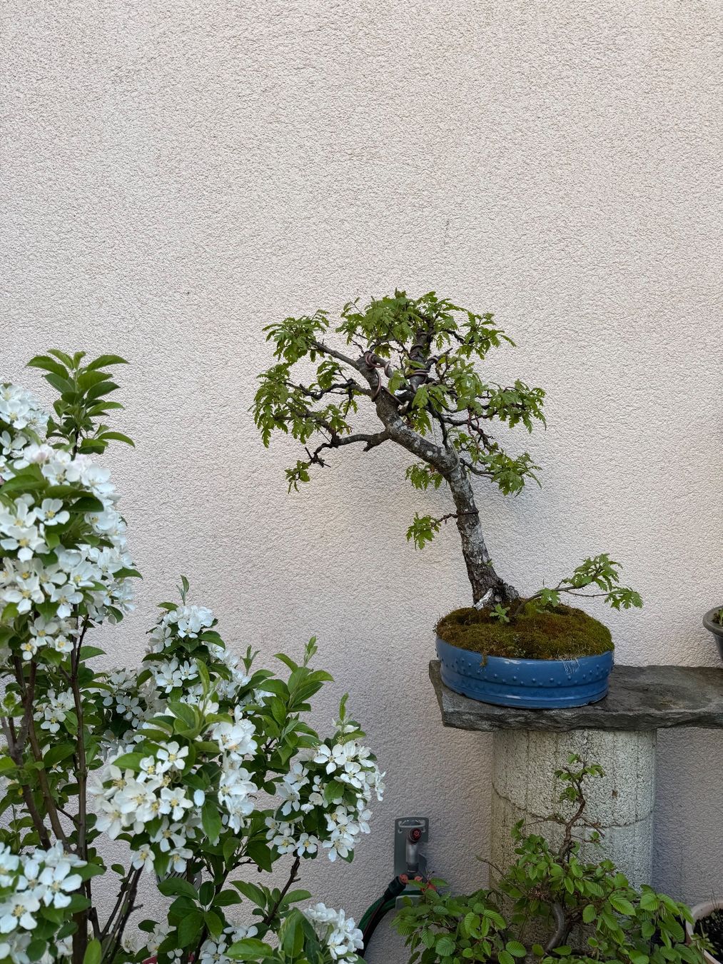 Piante & sementi: Ziereiche Bonsai – Usato da Rümlang venduto da Gruseh.ch 6