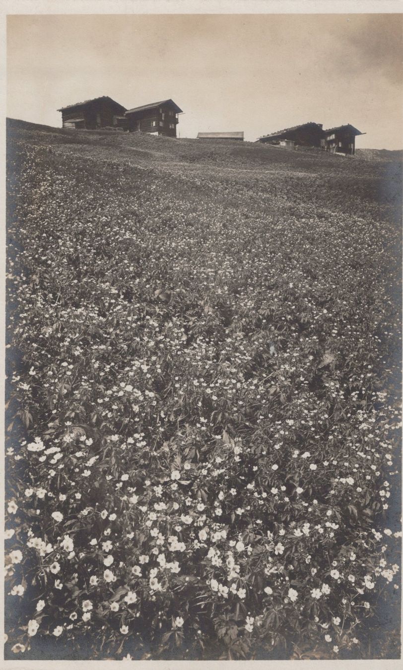 Ansichtskarten: 0057 - Postkarte / Ansichtskarte - Wiese bei Inner Arosa – Gebraucht aus Reinach BL von Boston-Verkauf