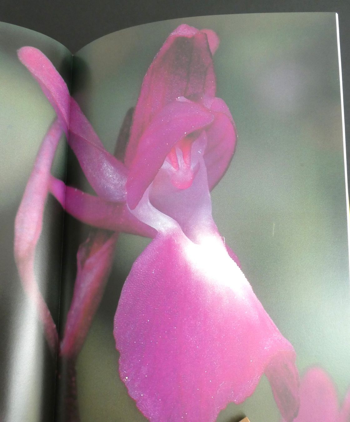 Libri: Die Orchideen der Schweiz, E. + O. Danesch, Geschenkidee/NEU – Nuovo e nell'imballaggio originale da Oberentfelden venduto da Rosenresli.02 2