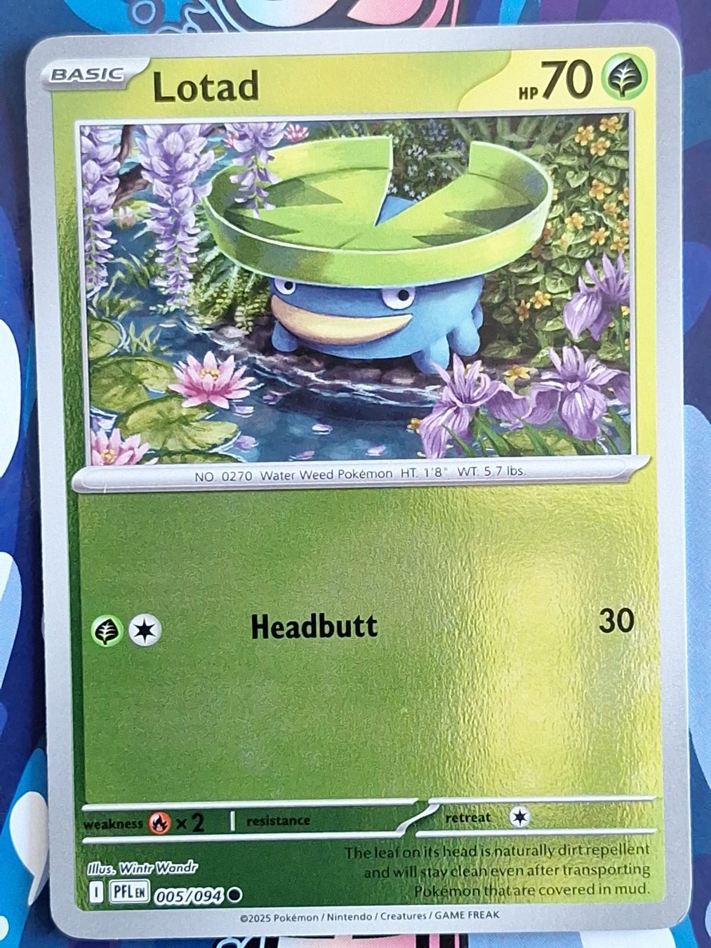 Pokémon Carte collezionabili: Lotad - Reverse Holo - Pokemon Phantasmal Flames #2.2 – Usato da Altstätten SG venduto da GGsGameshop