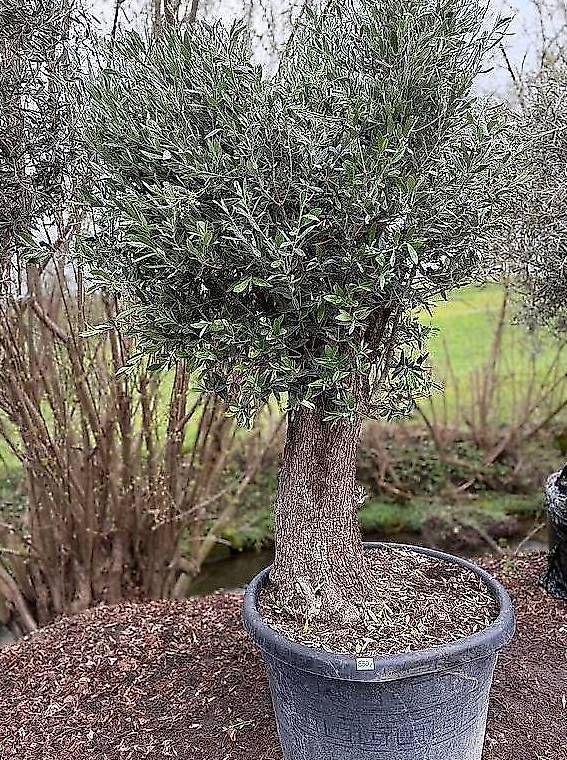 Plantes & graines: Olivenbaum "Olea Europea 19" – Neuf avec emballage d'origine à Zuckenriet par Thur_Plant 2