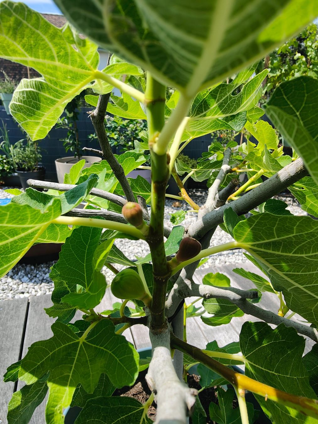 Plantes & graines: Feigenbaum inkl. Topf und gratis Erde (40lt), fruchttragend – D'occasion à Wetzikon ZH par niggi_be 1