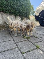 Trockenblumen in Glasvasen 21 Set Dekorationsartikel
