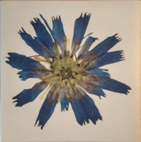 "The Afterlife of Flowers" Blumenbuch Janie Feldman Gross