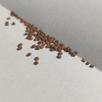 20x Rucola Samen (Eruca Sativa Seeds)