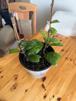 Wunderschöne Hoya Deykeii für Ihr Zuhause! Seltenheit