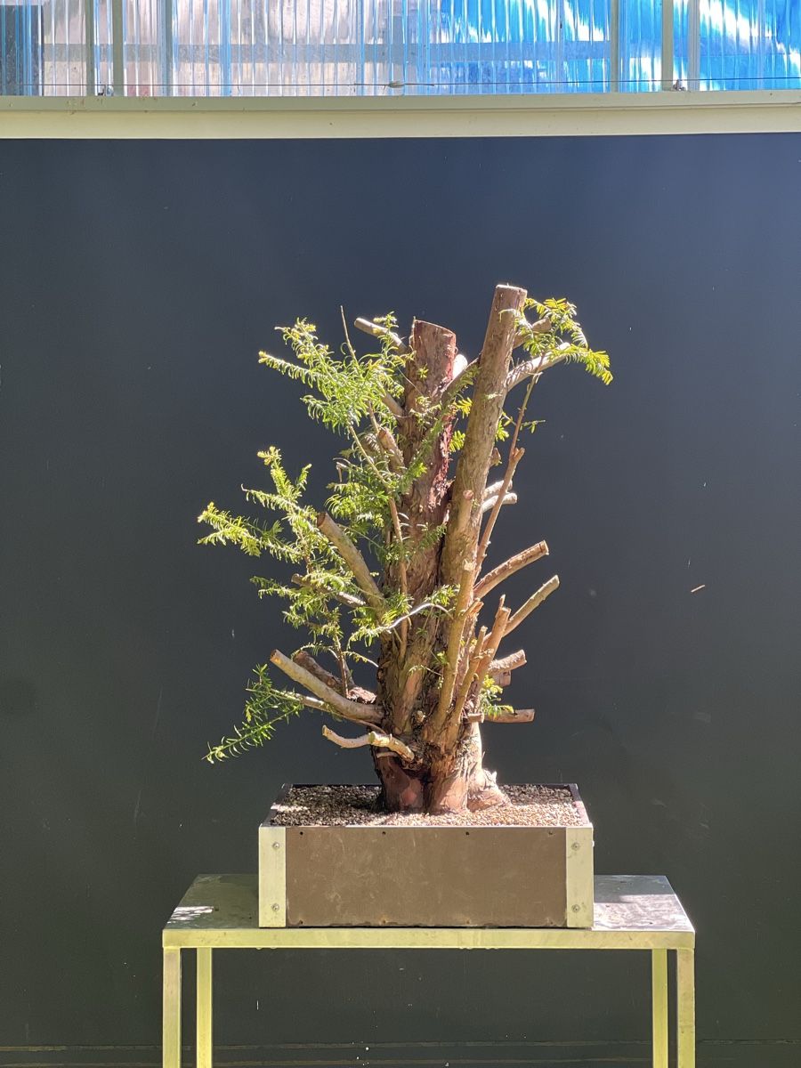 Piante & sementi: Bonsai Yamadori Rohling Eibe – Usato da Steckborn venduto da ben_gz56 2