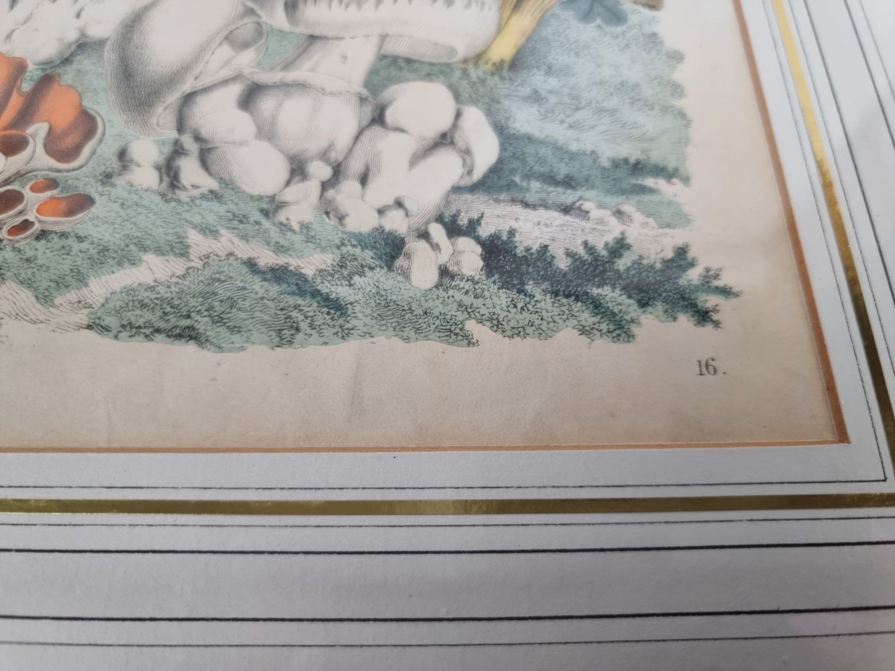 Foto & Immagini: Wandbild Pilze – Usato da Urtenen-Schönbühl venduto da Restwert_Schoenbuehl 2