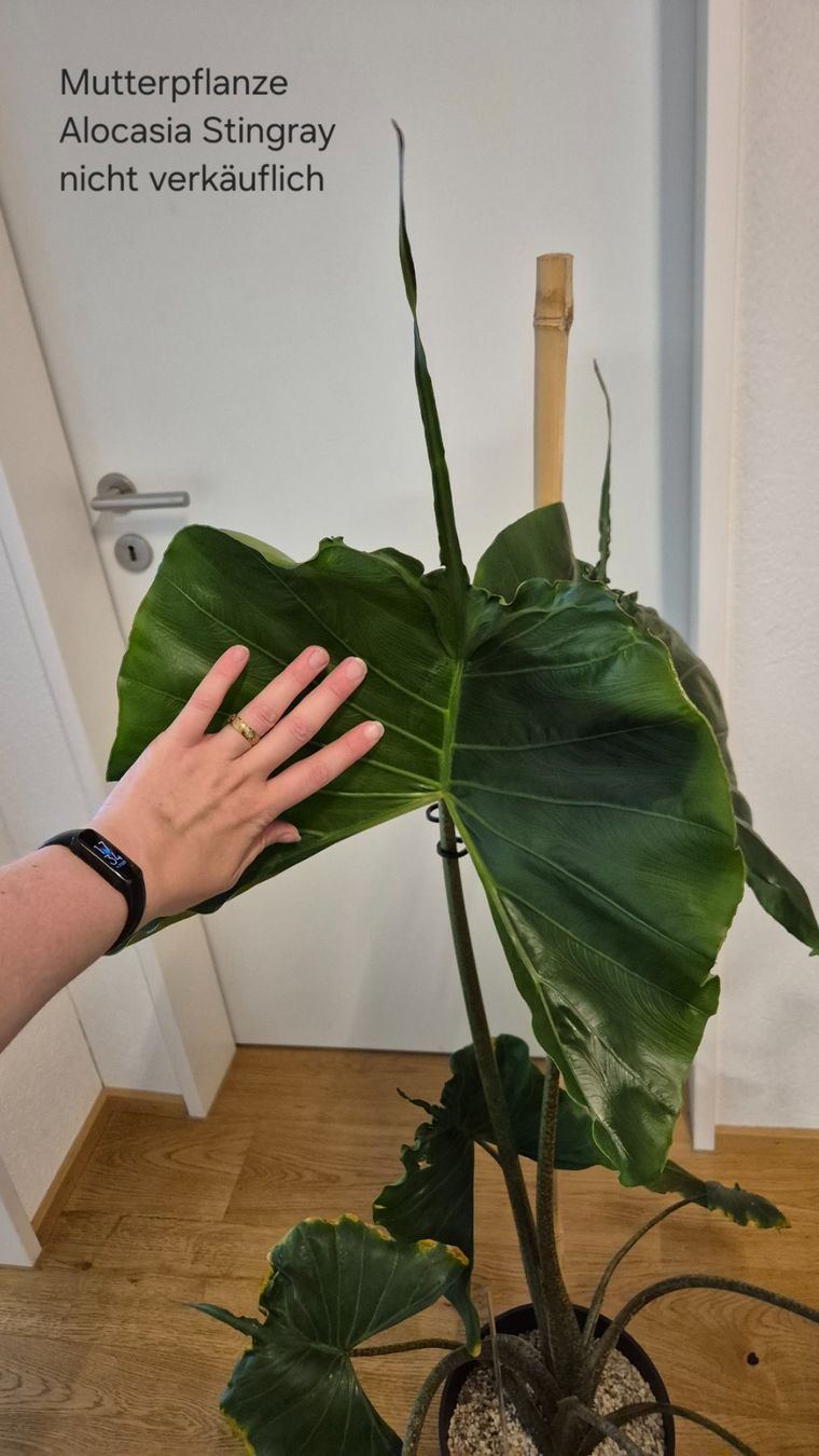 Piante & sementi: ⭐ Junge Alocasia Stingray⭐ – Nuovo (secondo la descrizione) da Dürrenäsch venduto da Tina_2023 5