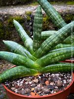 Sansevieria Cylindrica Rhino Horn - wie 1Skulptur
